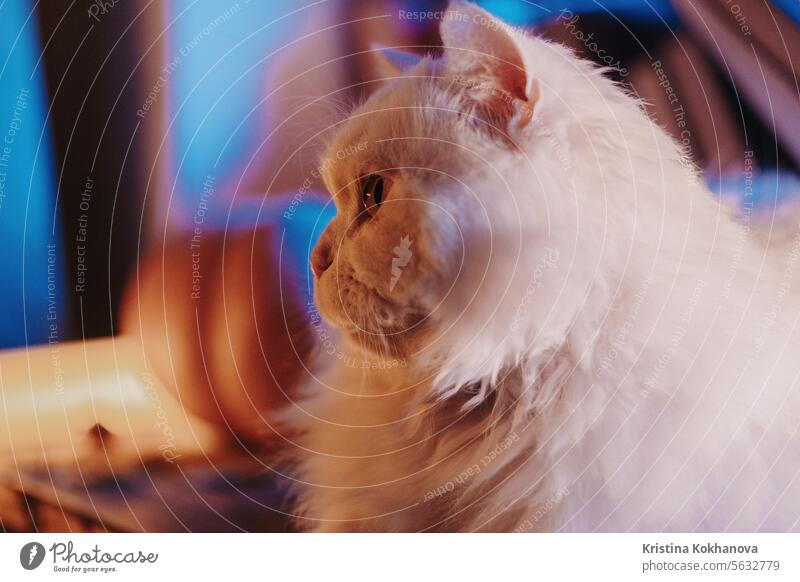 Weiße flauschige Katze ruht in der Nähe Stapel von Papier Bücher, Nacht regen im Fenster, Herbst bezaubernd Ästhetik Tier Herbsttag Hintergrund schön blau Buch