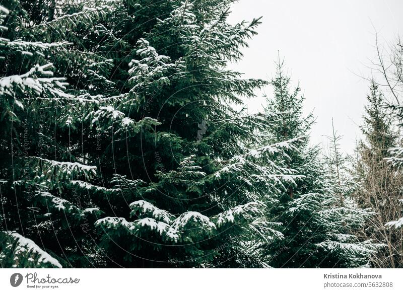 Kiefer, immergrüne Fichtenzweige, bedeckt mit Schnee, Raureif. Schneebedeckter Nadelbaum kalt Wald Winter gefroren Landschaft Frost Natur Wetter Antenne Saison
