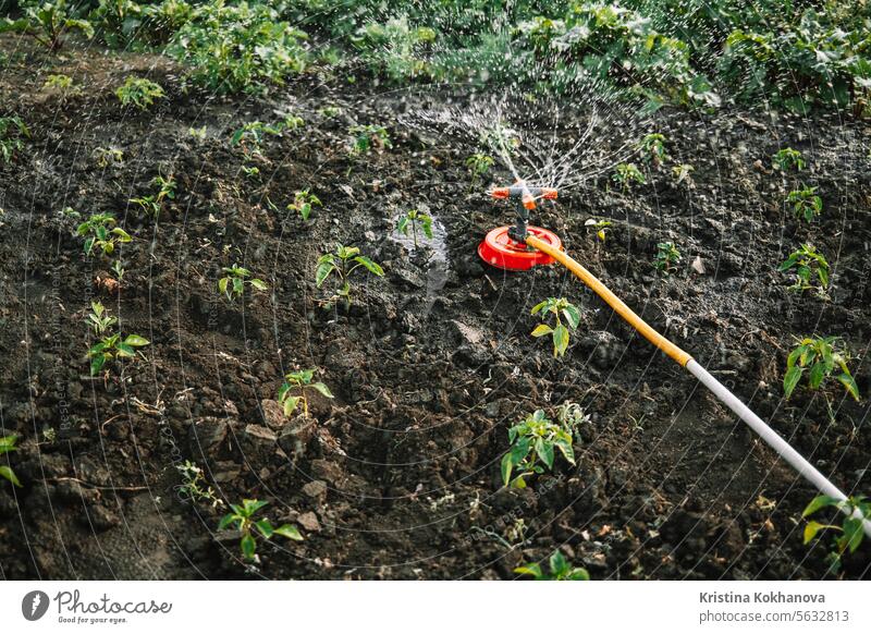 Gartenbewässerungssystem zur Bewässerung von Rasen, Gras, Blumen und Bäumen. Sprinkler. Ackerbau automatisch Hintergrund Hinterhof Pflege Gerät Tropfen Umwelt