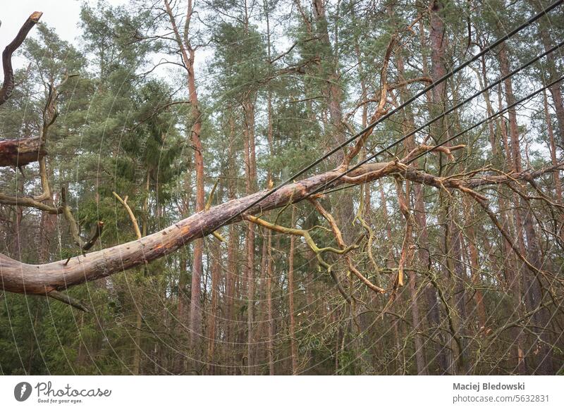 Umgestürzter Baum auf Strom- und Kommunikationsleitungen in einem Wald, selektiver Fokus. Orkan Natur gebrochen Stromleitung Filmriss Unwetter Wind Gefahr