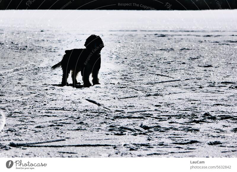 Winterspaziergang mit Hund Schnee Schneedecke kalt weiß Winterstimmung Schneelandschaft Wintertag Frost Winterlandschaft Kälte Schneefall
