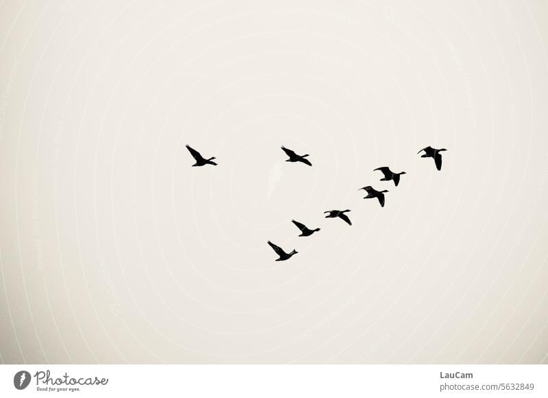 Reisende soll man nicht aufhalten Zugvögel Graugänse im Flug fliegen Formation Flugformation reisen Vogelschwarm Zugvogel Vogelflug Formationsflug Vögel Himmel