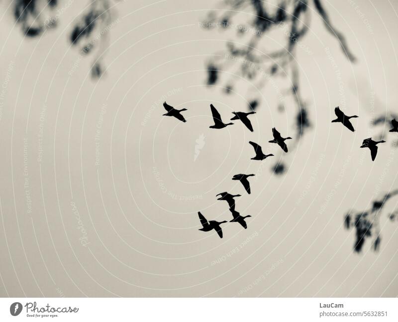 Verdeckte Mission - Formationsflug hinter Zweigen Gänse Wildgänse Vogelschwarm Zugvögel Tiergruppe Schwarm Zugvogel Vogelzug Vogelflug Vögel Natur Himmel