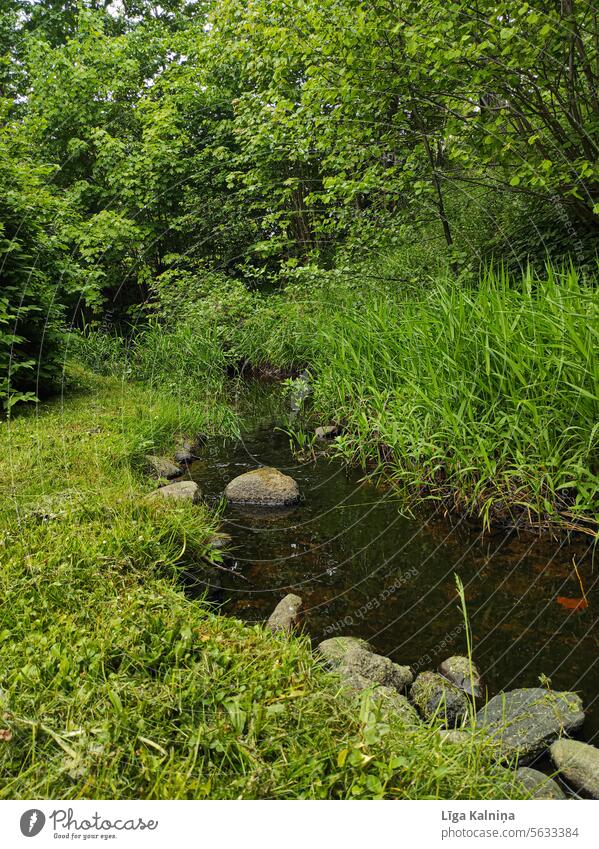 Kleiner Wasserlauf, der durch üppiges Grün fließt Bäume Gras grün Üppiges Laub üppig (Wuchs) Natur Landschaft Außenaufnahme Reflexion & Spiegelung Himmel Wald