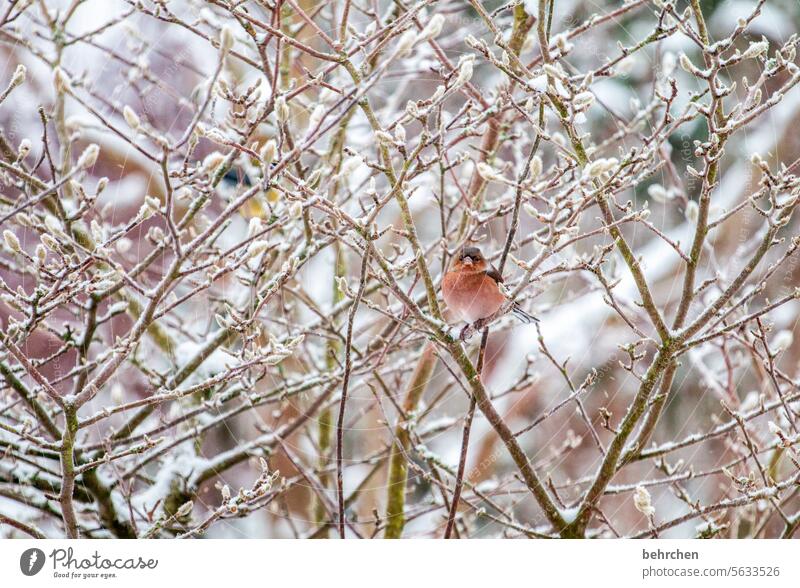 winterwärme klein kalt Schnee Äste und Zweige Magnolie Winter Ornithologie Wildtier Tierschutz Tierporträt Singvögel Natur Farbfoto Jahreszeiten hübsch