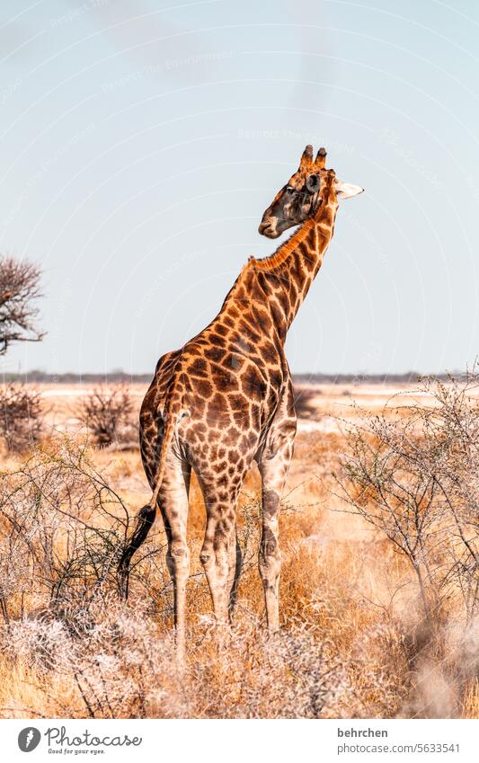 kopfverdreher frei reisen Tier Menschenleer Ausflug Tierporträt Wildnis fantastisch Wildtier Tierliebe Tierschutz Giraffe außergewöhnlich Safari Umwelt