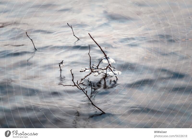 Aus dem kalten Wasser des Flusses ragen kleine Zweige mit Stückchen von Eis strömen frieren Winter Frost Eisschollen Oberfläche Kälte fließen Bewegung Detail