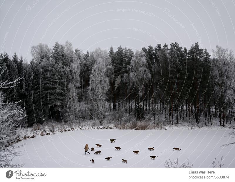 Es ist kalt draußen, und ein Mädchen mit vielen Hunden läuft auf einem zugefrorenen See. Ein großartiges Outdoor-Bild mit einer perfekten Winter-Naturlandschaft darin. Wilde Geschichten über einen schönen Winter in Litauen.