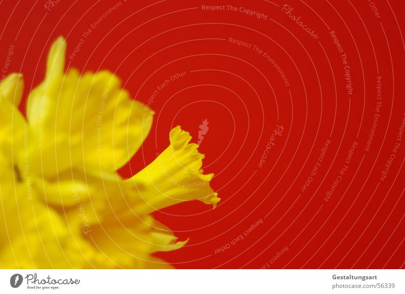 Kontrastreich Gelbe Narzisse Narzissen Märzenbecher Blume Frühling aufwachen Pflanze Wachstum Reifezeit schön Blüte Blühend Blütenkelch gelb grün rot Stil Seite