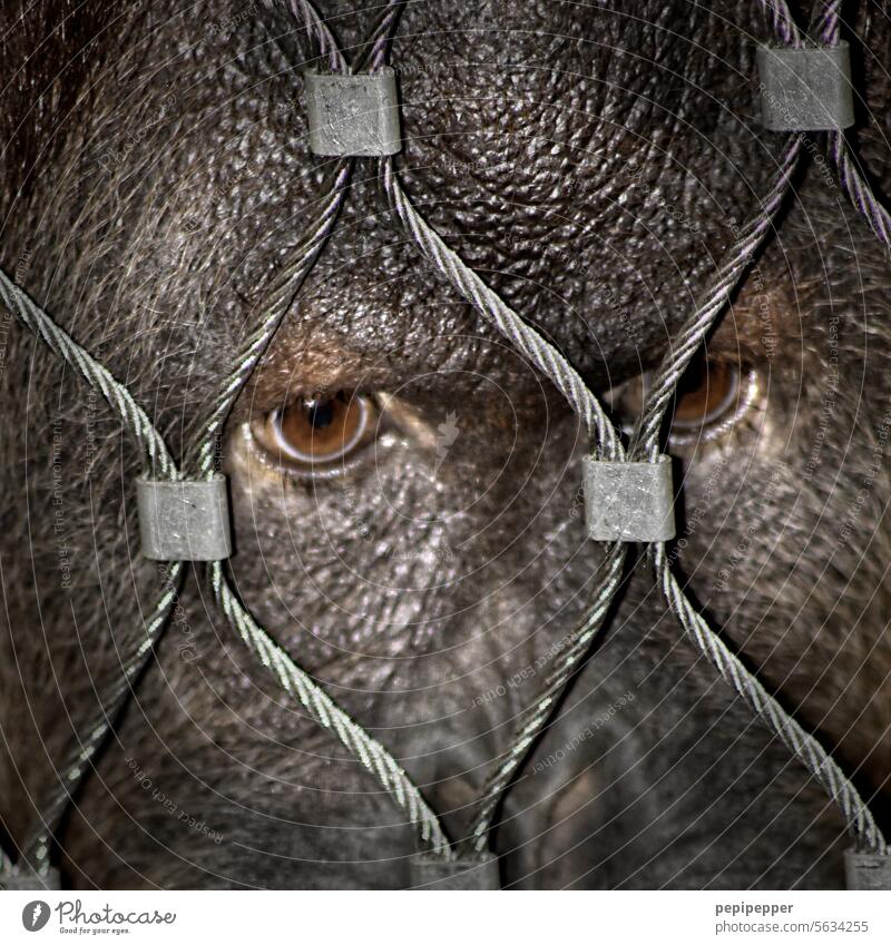 Hinter Gittern - Orang Utan hinter einem Zaun Affe Tier Gefangen Tierporträt gefangen Außenaufnahme Farbfoto Maschendrahtzaun Drahtzaun Tiergesicht bedrohlich