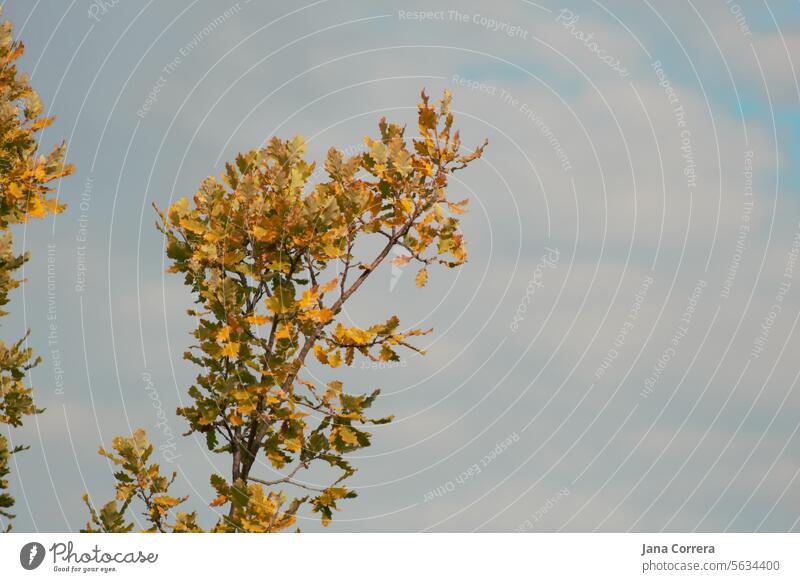 Eichenzweige mit gelben Blättern. Eichenlaub, hell hinterleuchtet gegen Himmel. Eichenblatt Zweige u. Äste orange Natur herbstlich Winterzeit Pflanze Baum