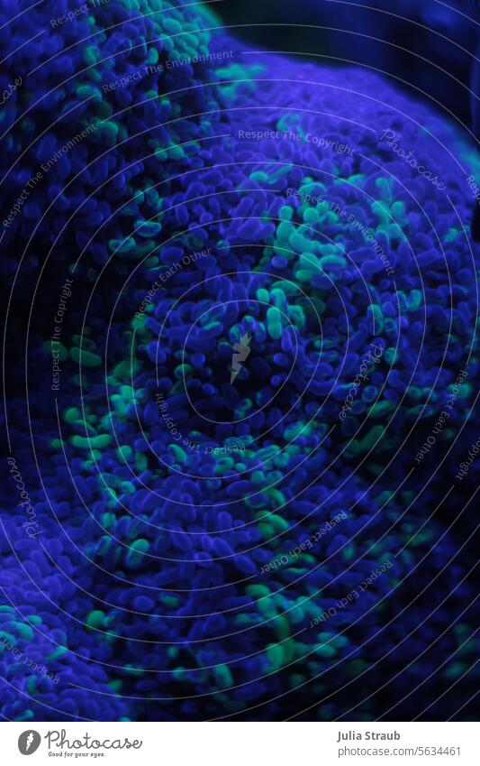 Fluoreszenz Unterwasser flouriszierend Unterwasserwelt floureszenz unter Wasser Farbe verrückt psychedelisch Techno Auquarium blau neonblau schwarz mintgrün