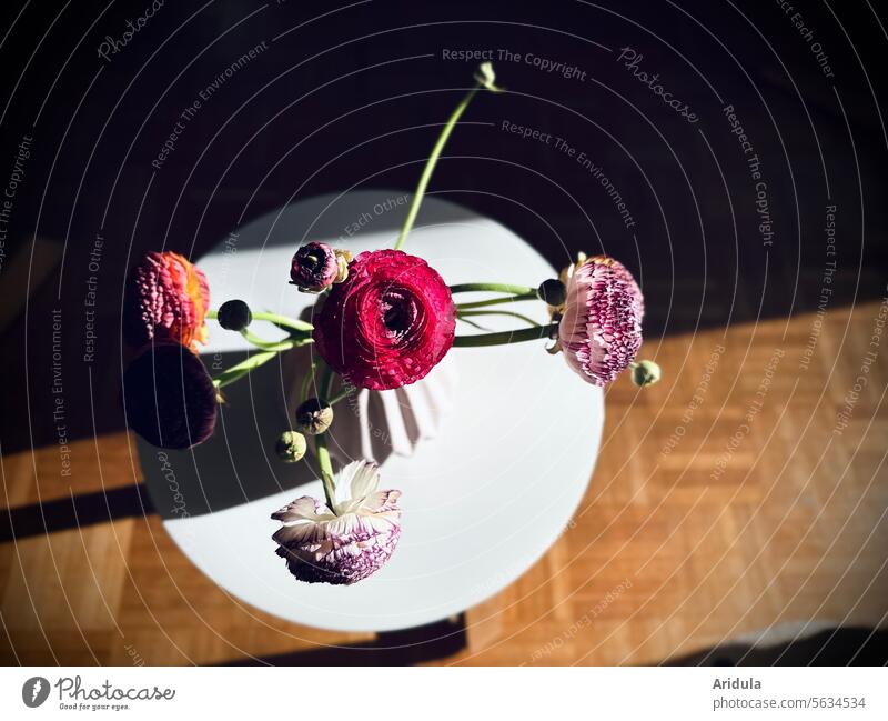 Bunte Ranunkeln auf weißem Tisch Blumen Blumenstrauß Blüten Frühling rosa Dekoration & Verzierung Flora Kontrast Licht Schatten Vogelperspektive Lichteinfall