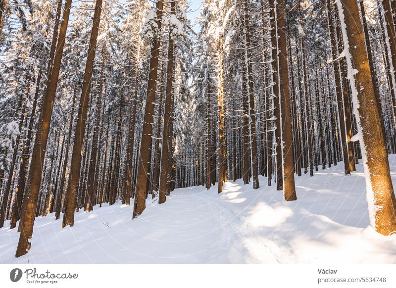 Ein Sonnenstern in einem Fichtenwald, bedeckt mit weiß glitzerndem Schnee in den Beskiden, Tschechische Republik. Wintermorgen-Märchen Winterlandschaft