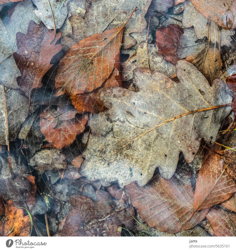 Vom vergangenen Herbst Herbstlaub Wasser herbstlich Herbstfärbung Vergänglichkeit See Blatt Jahreszeiten Laub Herbstfarben Außenaufnahme Laubwerk Blätter
