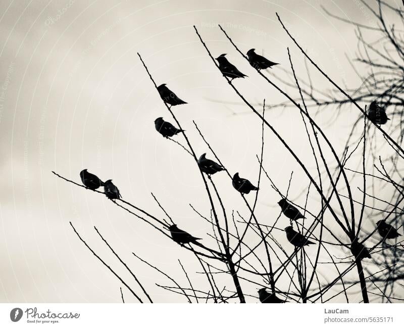 Gruppendynamik - Seidenschwänze in gleicher Ausrichtung Seidenschwanz Vögel Vogel Schwarm Vogelschwarm Vogelgruppe Tiergruppe Rast Zweige Gruppenfeeling