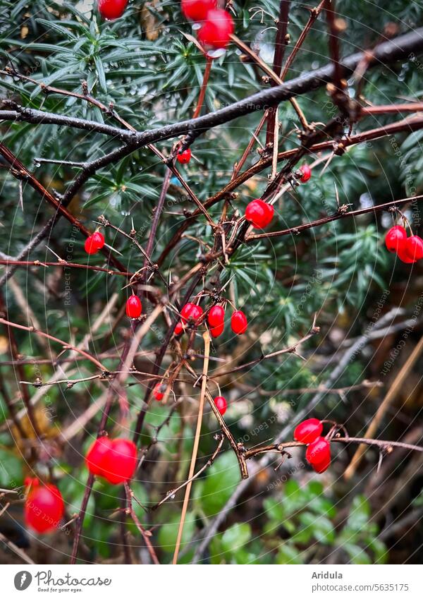 Berberitze und Eibe Beeren rot grün Sträucher Pflanze Hecke Äste Zweige Zweige u. Äste Schwache Tiefenschärfe Winter