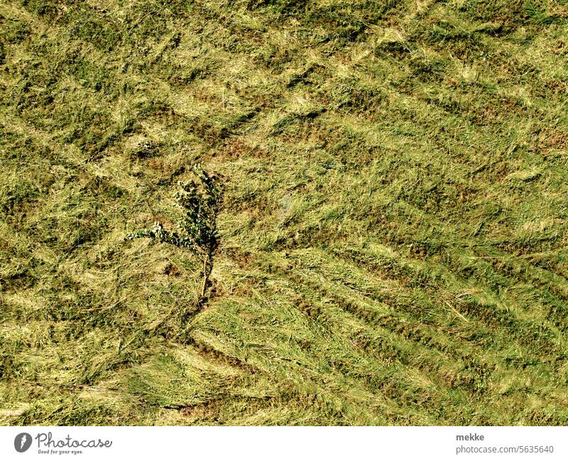 niedergemähtes Bäumchen Wiese Gras Sommer mähen Ernte Heu grün Feld Landwirtschaft Natur ländlich Traktor Baum umgemäht gefällt kollateralschaden umgeknickt