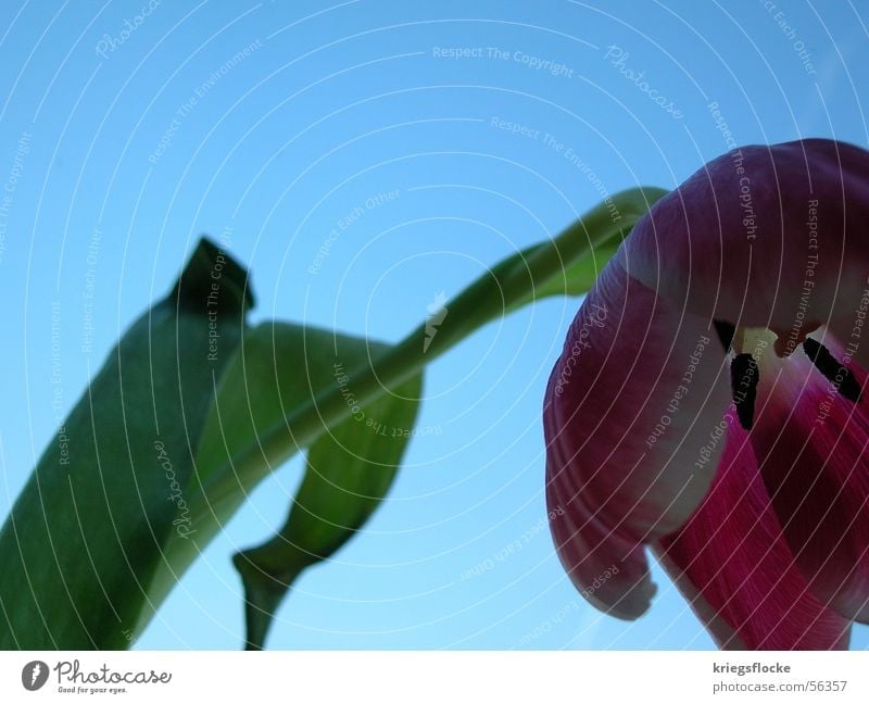 lass den kopf nicht hängen!!! Blume Tulpe Pflanze Frühling Blüte Blatt Stengel blau Himmel