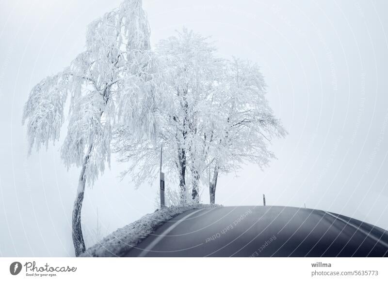 Winterliche Stammkunden Bäume Raureif Landstraße winterlich Straßenrand verschneit Frost Schnee Kälte Farbfoto Hügel neutraler Hintergrund Winternebel