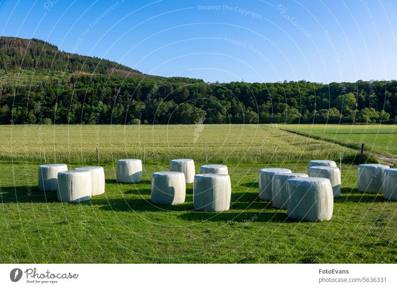 In Folie eingewickelte Heuballen liegen auf einer grünen Wiese sonnig Verpackung Konzept Tag Wirtschaft Ackerbau verpackt Baum Himmel Bauernhof Ranch