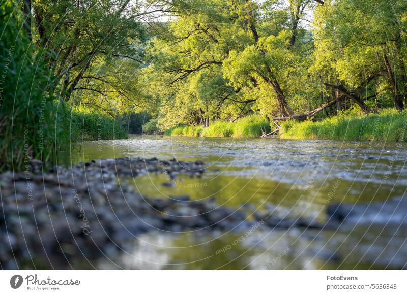 Flusslandschaft - Ein Fluss in einer grünen Landschaft mit einem unscharfen Vordergrund Gras Herbst Textfreiraum Pflanzen Natur Wasser Deutschland Wiese