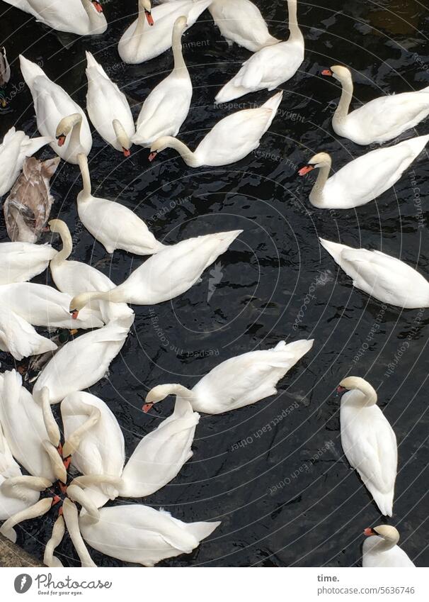 Begrüßungsrituale | Brotreste für Schwanenauflauf Schwäne Vögel Tiere Versammlung Schwarm Wasser Vogelperspektive Kanal Hunger viele Fluss elegant Hals