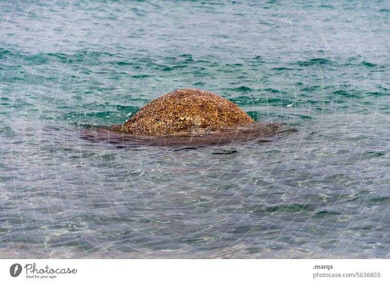 Ameisenhügel im Wasser klares Wasser Meer Stein Fels Halt Natur Nahaufnahme Gewässer