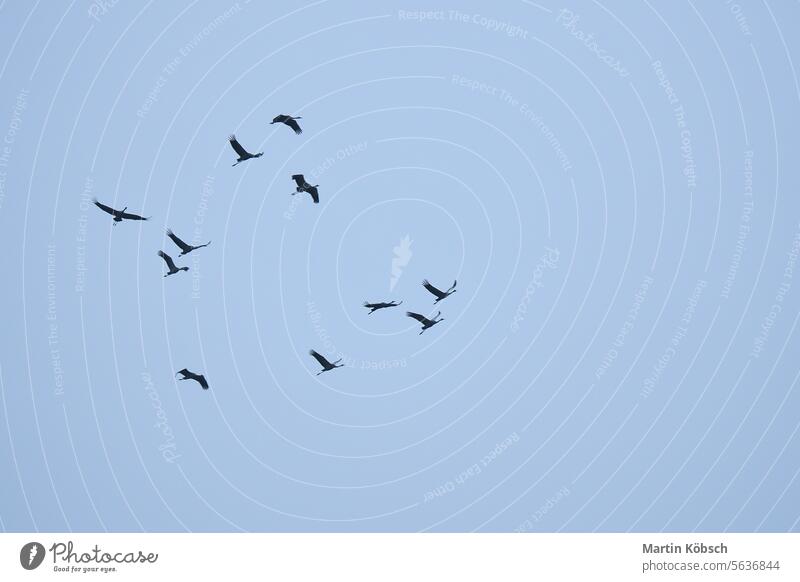 Kranichgruppe am Himmel in V-Formation. Zugvögel auf ihrer Rückreise Zugvogel Zingst Natur Wildnis Ostsee Fliege Vogel beobachten Herbst Sonne Cloud Süden