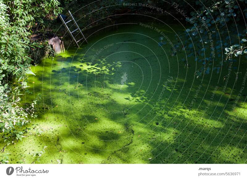 Einstieg Idylle Wasseroberfläche geheimnisvoll wasserschutzgebiet Weiher Stille biologisch Biologie Naturerlebnis Naturschutzgebiet Teich Umwelt ruhig Pflanze