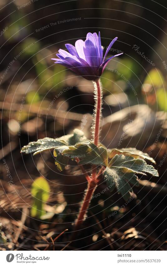 blaue Frühlingsanemone Pflanze Blumenzwiebel Zwiebel Anemone Anemone Blanda Strahlen-Anemone Balkan-Windröschen Licht Lichtspiel Lichteinfall Licht und Schatten