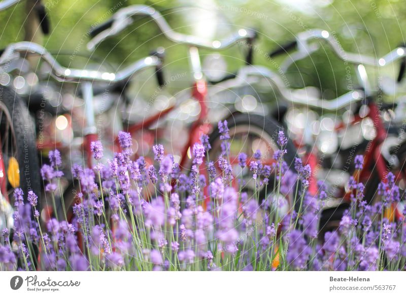 I want to ride my bicycle Fitness Freizeit & Hobby Fahrradfahren Ferien & Urlaub & Reisen Sommer Sport Natur Pflanze Schönes Wetter Lavendel Straße Bewegung