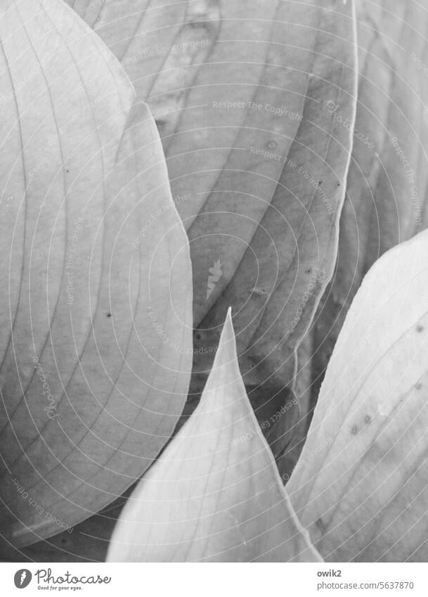 Verborgene Blattspitze Blattadern Nahaufnahme Detailaufnahme Schwarzweißfoto grau Strukturen & Formen Makroaufnahme Zierpflanze wachsen natürlich