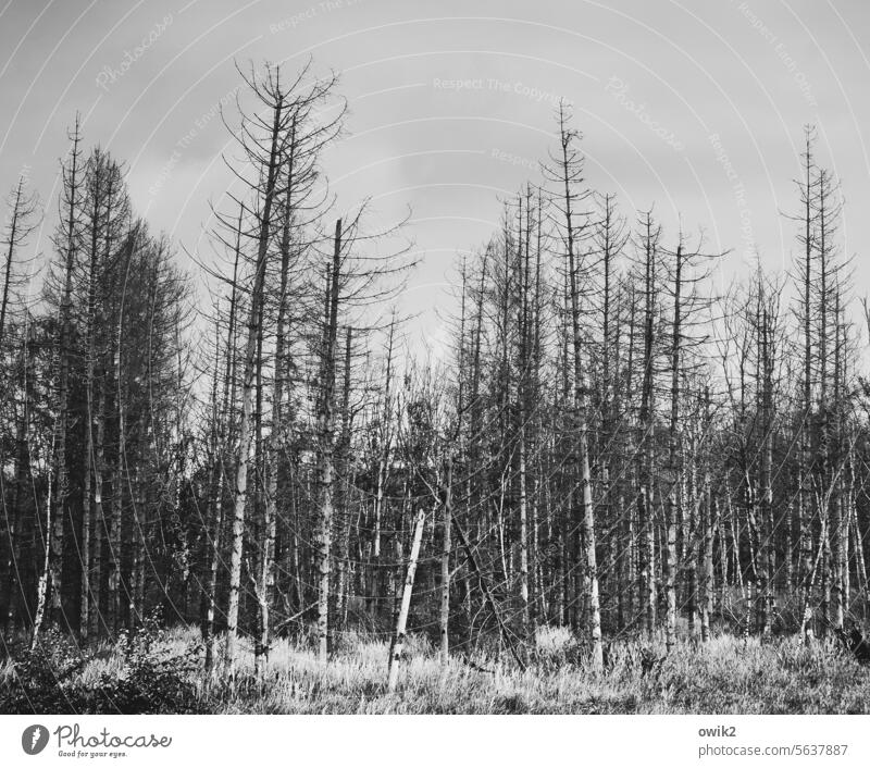 Totwald Landschaft draußen Natur geheimnisvoll Wildpflanze Bäume Baumstamm Lichtung Stimmung Stille Menschenleer Totale friedlich Ruhe einsam Zweige & Äste