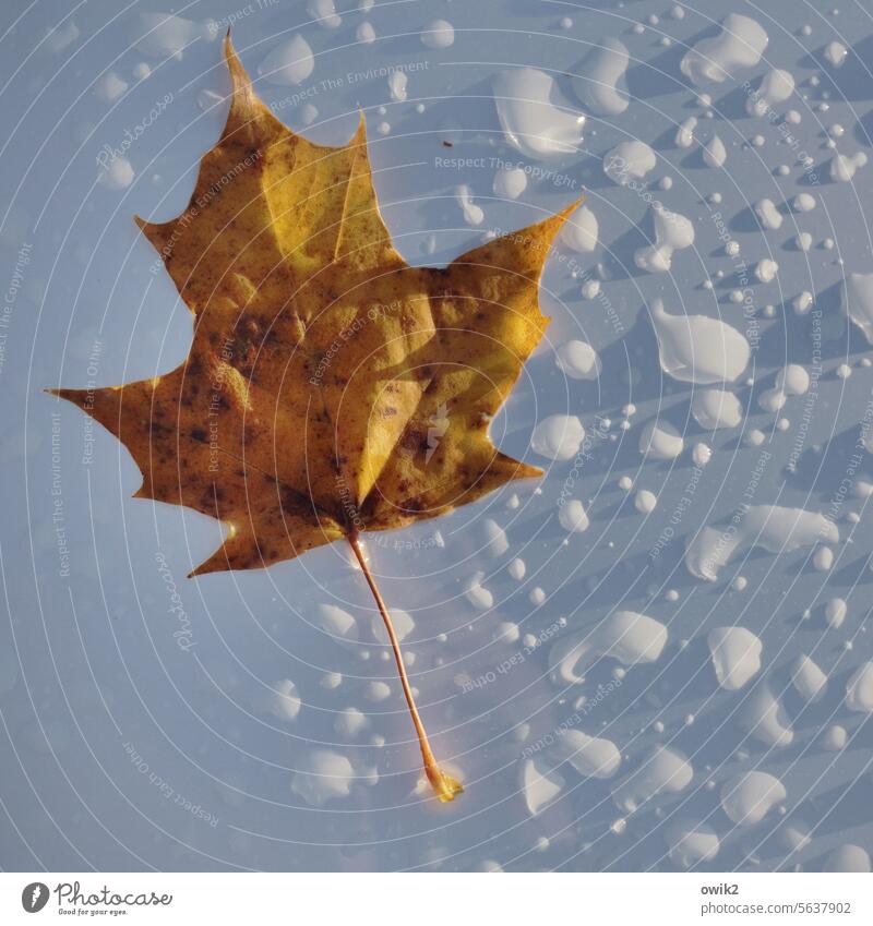Blatt im Wasserbett Herbstlaub Ahornblatt Laubblatt Vergänglichkeit Wassertropfen Regentropfen viele gleichmäßig verteilt regennass Auto PKW Kühlerhaube
