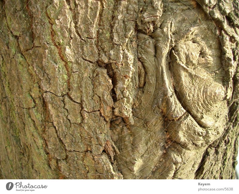 Die Baumrinde Pflanze Holz grün Strukturen & Formen Natur