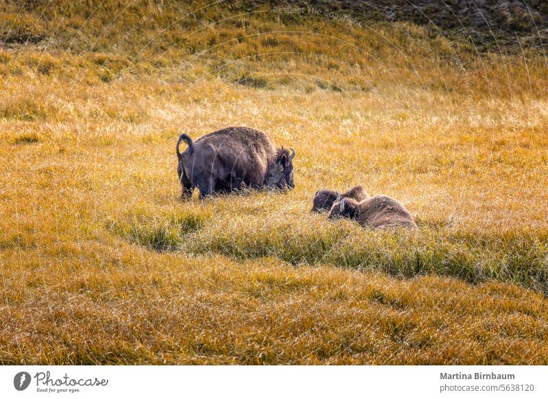 Weidende amerikanische Bisons im Grasland des Yellowstone-Nationalparks, Wyomig USA Weidenutzung amerikanischer Bison Yellowstone Nationalpark Bulle Tier