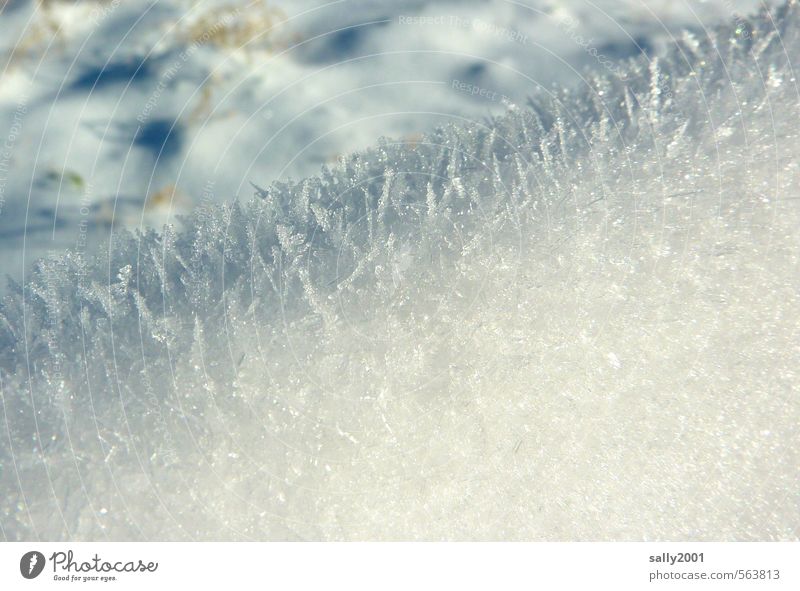 frostig schön Winter Eis Frost frieren glänzend Coolness frisch kalt Spitze stachelig weiß bizarr Endzeitstimmung Klima Natur Eiszeit Eiskristall erstarren