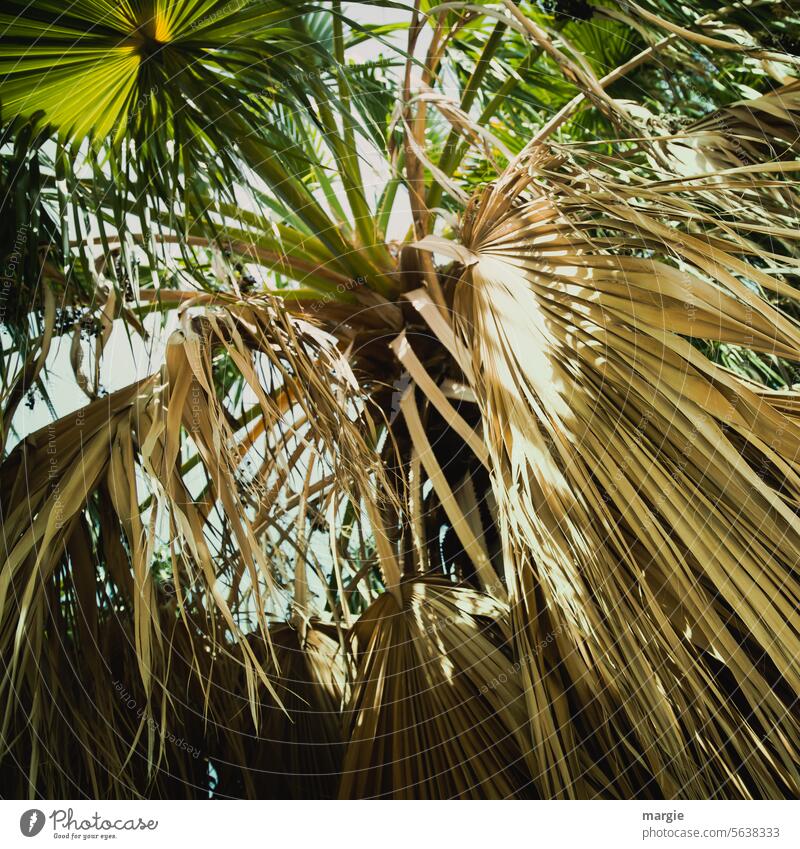 weg damit! | vertrocknete Palme Blatt Ferien & Urlaub & Reisen gelb Pflanze exotisch Außenaufnahme trocken Palmenwedel Menschenleer vertrocknete Pflanzen