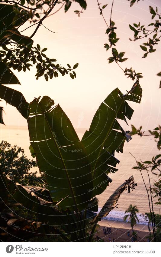 CR XXXIII. Durch die Palme mit Blick auf Drake Bay Costa Rica Pflanzen Pflanzenwelt Strand ausblick Wellen Urlaubsstimmung Ferien & Urlaub & Reisen Tourismus