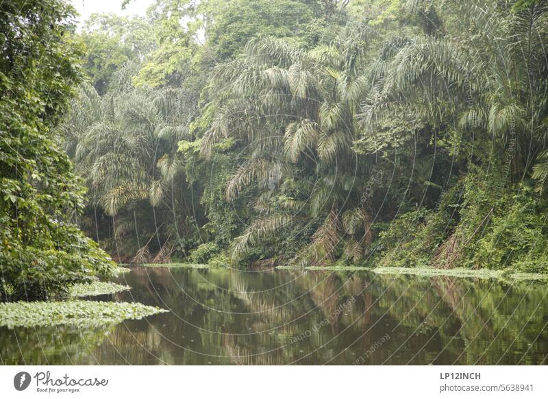 CR XXXII Kanutour im Tortuguero-Nationalpark tortuguero Costa Rica Regenwald Dschungel Fluss abenteuerlustig Ferien & Urlaub & Reisen Tourismus Natur Wasser