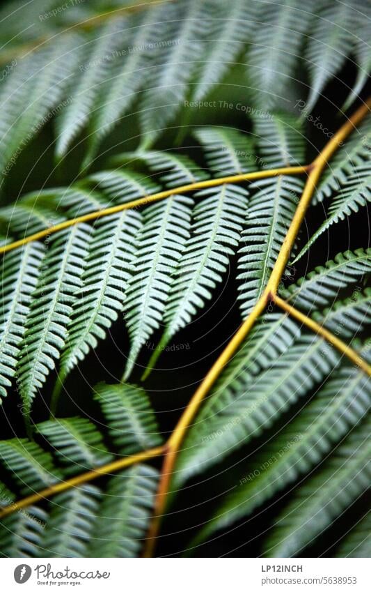 CR XXIV. Verzweigte Natur Pflanze struktur verzweigt Verzweigung grün Naturschutz Nahaufnahme Naturschutzgebiet draußen wandern Schutz Costa Rica Umwelt