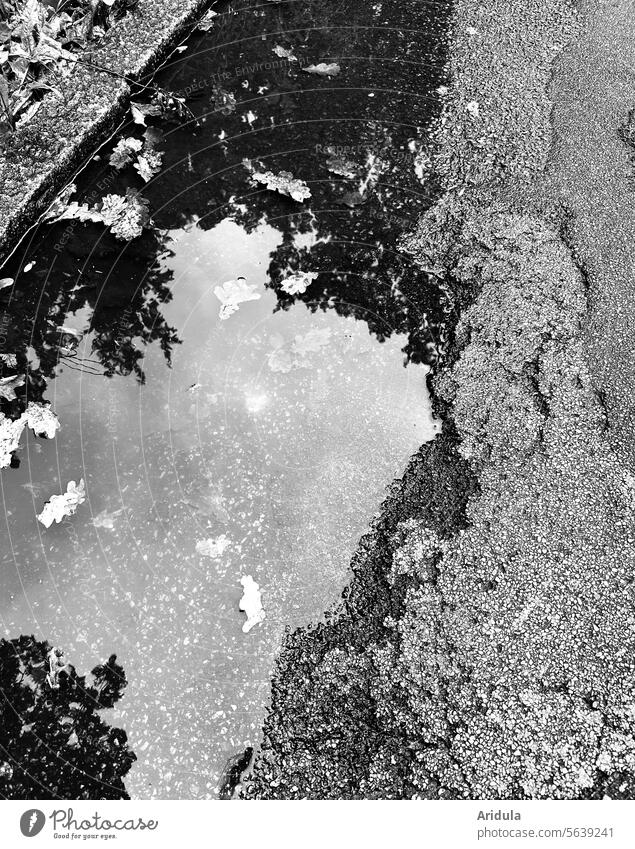 Pfütze mit Baumspiegelung im kaputten Asphalt Straße Reflexion & Spiegelung Regen Wasser Regenwetter Wege & Pfade nass Wetter schlechtes Wetter Herbst Blätter