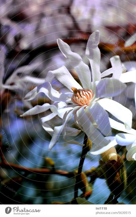 weit geöffnete Blüte der Sternmagnolie Frühling Sonnenschein Pfanze Strauch Baum Ziergehölz Blütengehölz Frühblüher Magnoliengewächs Magnolia stellata