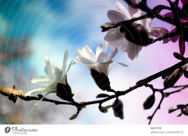 Blütenzweige der Sternmagnolie Frühling Sonnenschein Pflanze Ziergehölz Magnoliengewächs Strauch Magnolia stellata Zweige weiß halbgeöffnet Knospen pelzig