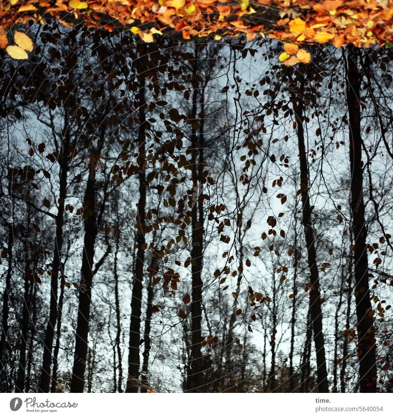 Flusslandschaft im Herbstwald Natur Umwelt Ast Wasser Laune der Natur Muster Struktur Pflanze Laub Spiegelung Reflexion dunkel bunt Wald gegenüber Landschaft