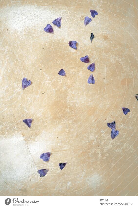 Zerstreut Fußboden Steinplatten unten Detailaufnahme Menschenleer Blütenblätter heruntergefallen Innenaufnahme verblüht verlieren Verfall ruhig dehydrieren