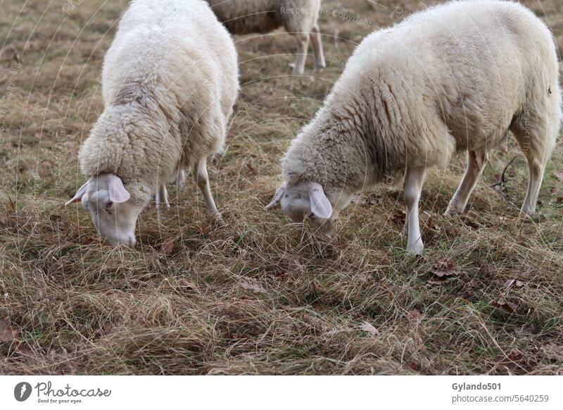 Schafe grasen im Winter auf einer Weide Weidenutzung Wiese weiß Feld Tier Säugetier Viehbestand ländlich Tiere Wolle Natur Gras Landwirtschaft Bauernhof