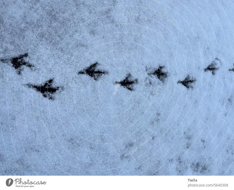 Vogelabdrücke im Schnee kalt Winter weiß Fußspuren Außenseite Schneespur Kälte Stimmung