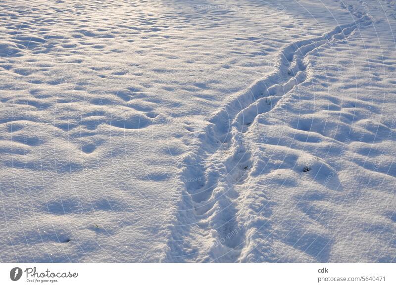 Spuren hinterlassen | unterwegs im Schnee. Neuschnee Winter weiß Schneedecke kalt Frost Wetter Menschenleer Natur Schneelandschaft Winterstimmung Umwelt